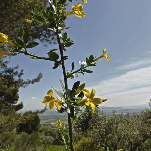 Photographie n°314907 du taxon Jasminum fruticans L. [1753]