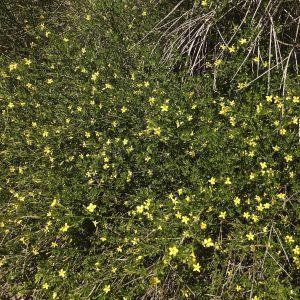 Photographie n°314909 du taxon Jasminum fruticans L. [1753]