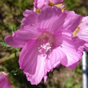 Photographie n°314941 du taxon Malva moschata L.