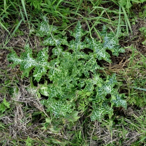 Photographie n°315006 du taxon Silybum marianum (L.) Gaertn. [1791]