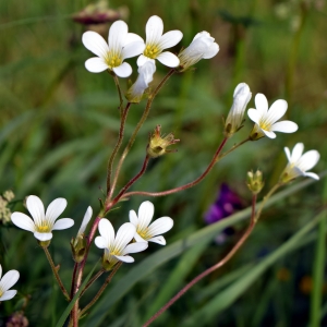 Photographie n°315007 du taxon Saxifraga granulata L. [1753]