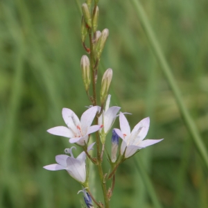 Photographie n°315021 du taxon Campanula rapunculus L. [1753]