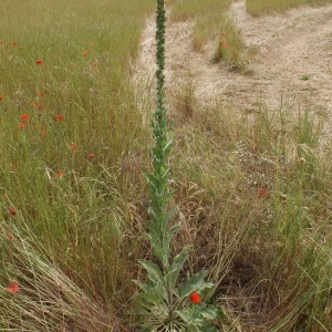 Photographie n°315027 du taxon Verbascum thapsus L. [1753]