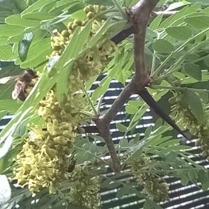 Photographie n°315045 du taxon Gleditsia triacanthos L. [1753]