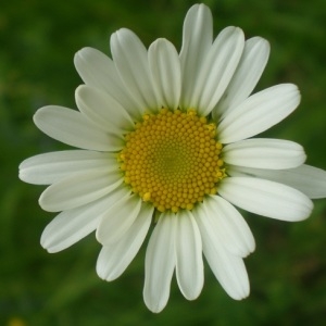 Photographie n°315084 du taxon Leucanthemum vulgare Lam. [1779]