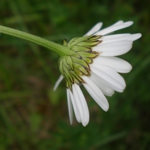 Photographie n°315085 du taxon Leucanthemum vulgare Lam. [1779]