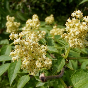 Photographie n°315106 du taxon Sambucus racemosa L. [1753]