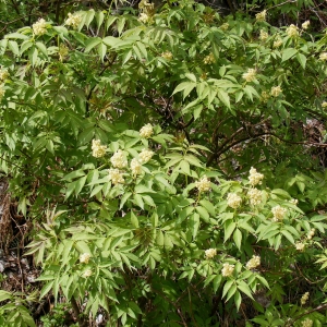 Photographie n°315107 du taxon Sambucus racemosa L. [1753]