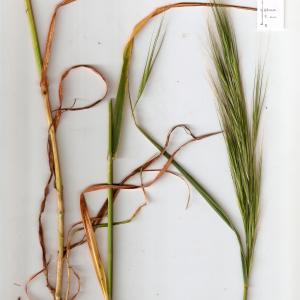 Bromus diandrus Roth subsp. diandrus (Brome à deux étamines)