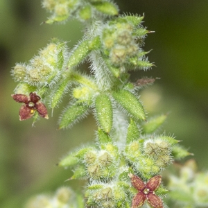 Photographie n°315201 du taxon Galium maritimum L.