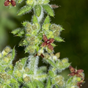 Photographie n°315204 du taxon Galium maritimum L.