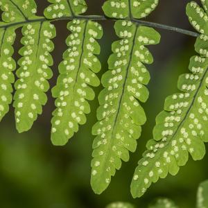 Photographie n°315210 du taxon Gymnocarpium dryopteris (L.) Newman [1851]