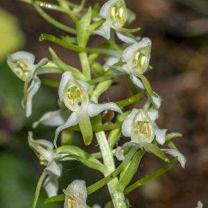 Photographie n°315228 du taxon Platanthera bifolia (L.) Rich.