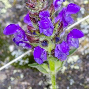 Photographie n°315234 du taxon Prunella hastifolia Brot. [1804]