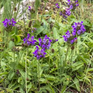 Photographie n°315236 du taxon Prunella hastifolia Brot. [1804]