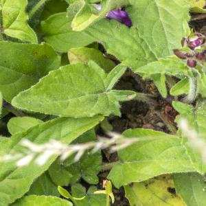 Photographie n°315237 du taxon Prunella hastifolia Brot. [1804]