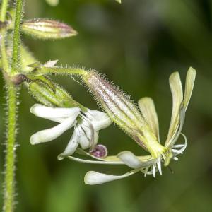 Photographie n°315258 du taxon Silene italica (L.) Pers. [1805]