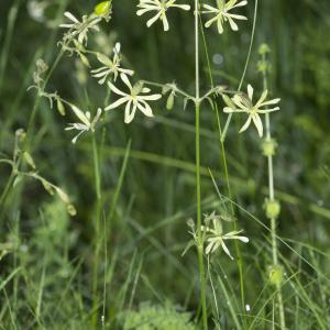 Photographie n°315259 du taxon Silene italica (L.) Pers. [1805]