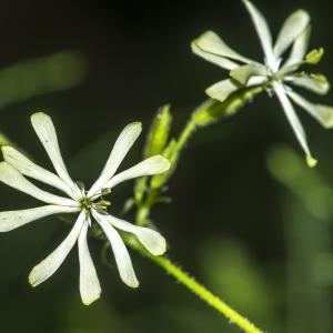 Photographie n°315261 du taxon Silene italica (L.) Pers. [1805]