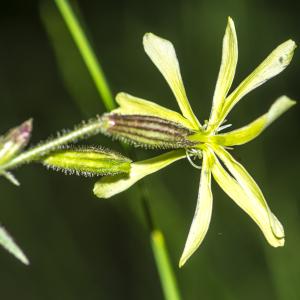 Photographie n°315262 du taxon Silene italica (L.) Pers. [1805]