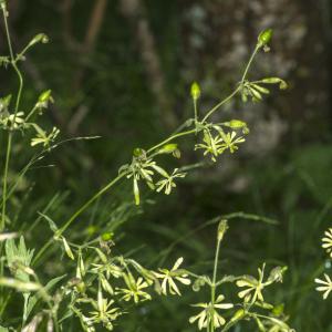 Photographie n°315263 du taxon Silene italica (L.) Pers. [1805]