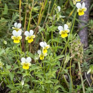 Photographie n°315277 du taxon Viola tricolor L.