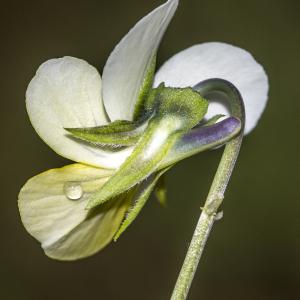 Photographie n°315278 du taxon Viola tricolor L.