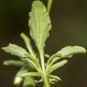 Photographie n°315279 du taxon Viola tricolor L.