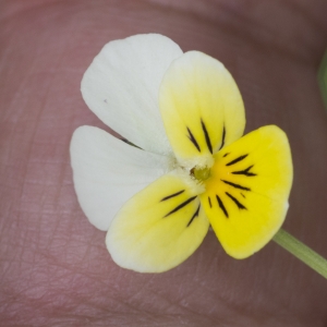 Photographie n°315280 du taxon Viola tricolor L.