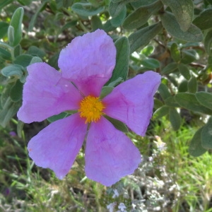 Photographie n°315346 du taxon Cistus albidus L. [1753]