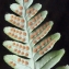  Liliane Roubaudi - Polypodium vulgare L. [1753]