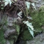  Liliane Roubaudi - Polypodium vulgare L. [1753]