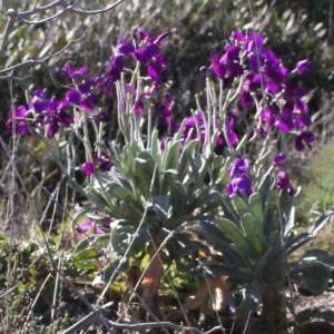 Photographie n°315451 du taxon Matthiola incana (L.) R.Br. [1812]