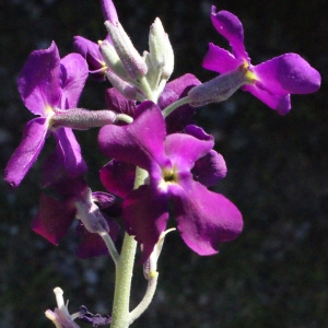 Photographie n°315453 du taxon Matthiola incana (L.) R.Br. [1812]