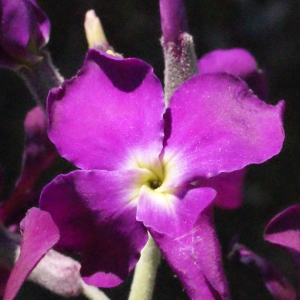 Photographie n°315457 du taxon Matthiola incana (L.) R.Br. [1812]