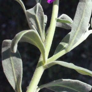 Photographie n°315458 du taxon Matthiola incana (L.) R.Br. [1812]