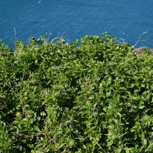 Photographie n°315462 du taxon Senecio angulatus L.f. [1782]