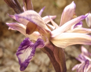 Genevieve Botti, le 14 mai 2015 (La Motte-d'Aigues (étang de la Bonde))