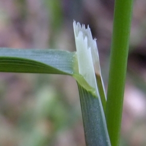 Photographie n°315566 du taxon Milium effusum L.