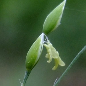 Photographie n°315568 du taxon Milium effusum L.