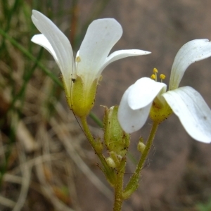 Photographie n°315590 du taxon Saxifraga granulata L. [1753]