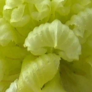  - Trifolium campestre Schreb. [1804]