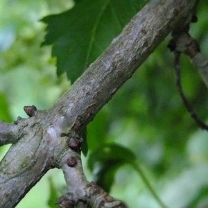 Photographie n°315598 du taxon Acer tataricum L. [1753]