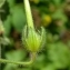  Yoan Martin - Geranium rotundifolium L. [1753]