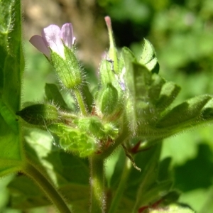 Photographie n°315719 du taxon Geranium rotundifolium L. [1753]