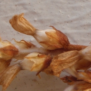 Photographie n°315766 du taxon Phelipanche ramosa (L.) Pomel [1874]