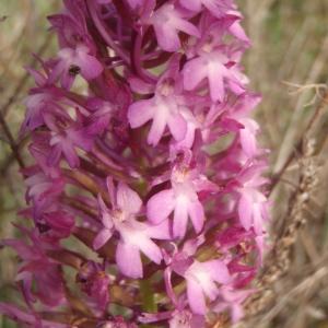 Photographie n°315776 du taxon Anacamptis pyramidalis (L.) Rich. [1817]