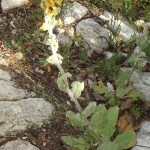 Photographie n°315791 du taxon Verbascum boerhavii L. [1767]