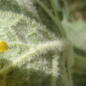 Photographie n°315793 du taxon Verbascum boerhavii L. [1767]