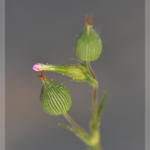 Photographie n°315920 du taxon Silene conica L.